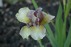 Sea Urchin Iris (Iris 'Sea Urchin') at Stonegate Gardens