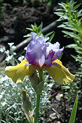 Bold Statement Iris (Iris 'Bold Statement') at A Very Successful Garden Center
