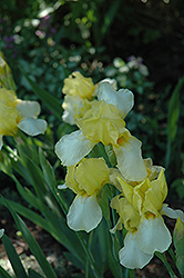 Blessed Again Iris (Iris 'Blessed Again') at A Very Successful Garden Center