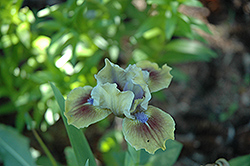 Jade Maid Iris (Iris 'Jade Maid') at A Very Successful Garden Center