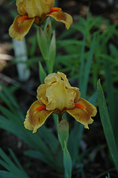 Firecracker Iris (Iris 'Firecracker') at A Very Successful Garden Center