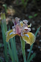 Jungle Warrior Iris (Iris 'Jungle Warrior') at A Very Successful Garden Center