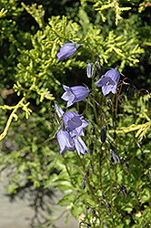 Bavaria Blue Creeping Bellflower (Campanula cochleariifolia 'Bavaria Blue') at A Very Successful Garden Center