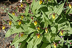 Yellow Lady's Slipper (Cypripedium parviflorum) at A Very Successful Garden Center