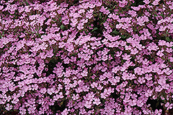Home Fires Woodland Phlox (Phlox stolonifera 'Home Fires') at Stonegate Gardens