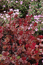 Red Carpet Stonecrop (Sedum spurium 'Red Carpet') at Stonegate Gardens