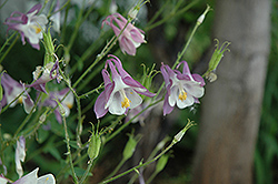 Common Columbine (Aquilegia vulgaris) at A Very Successful Garden Center