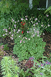 Common Columbine (Aquilegia vulgaris) at A Very Successful Garden Center