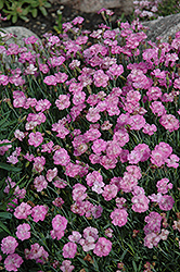 Oakington Pinks (Dianthus 'Oakington') at A Very Successful Garden Center