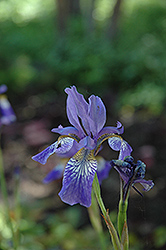 Papillon Siberian Iris (Iris sibirica 'Papillon') at A Very Successful Garden Center