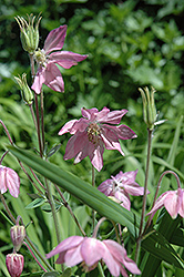 Clematis-Flowered Columbine (Aquilegia vulgaris 'var. stellata') at A Very Successful Garden Center