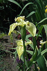 Sulphur Queen Flag Iris (Iris pseudacorus 'Sulphur Queen') at A Very Successful Garden Center