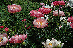 Coral Charm Peony (Paeonia 'Coral Charm') at Lakeshore Garden Centres