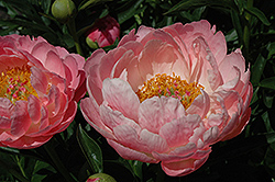 Coral n' Gold Peony (Paeonia 'Coral n' Gold') at A Very Successful Garden Center