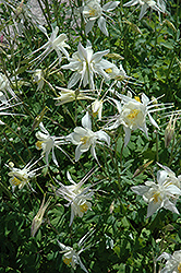 Kristall Columbine (Aquilegia caerulea 'Kristall') at A Very Successful Garden Center