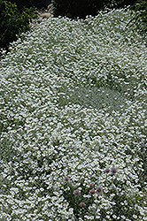 Snow-In-Summer (Cerastium tomentosum) at A Very Successful Garden Center