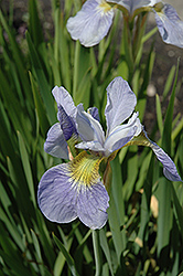 Sky Wings Siberian Iris (Iris sibirica 'Sky Wings') at A Very Successful Garden Center