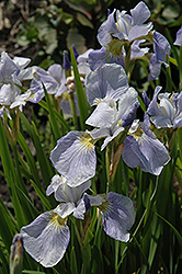 Summer Sky Iris (Iris sibirica 'Summer Sky') at A Very Successful Garden Center