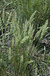 Prairie June Grass (Koeleria pyramidata) at A Very Successful Garden Center