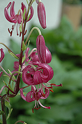 Helen Skinner Martagon Lily (Lilium martagon 'Helen Skinner') at A Very Successful Garden Center