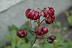Sarcee Martagon Lily (Lilium martagon 'Sarcee') at A Very Successful Garden Center