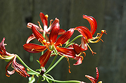 Hantsing Martagon Lily (Lilium martagon 'Hantsing') at A Very Successful Garden Center