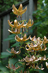 Paisley Hybrid Martagon Lily (Lilium martagon 'Paisley Hybrid') at Lakeshore Garden Centres