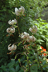 Glynis Martagon Lily (Lilium martagon 'Glynis') at Stonegate Gardens