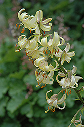 ERM 12 Martagon Lily (Lilium martagon 'ERM 12') at A Very Successful Garden Center