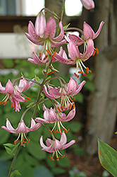 Juanita Martagon Lily (Lilium martagon 'Juanita') at A Very Successful Garden Center