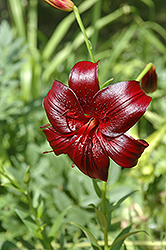 Dark Moon Lily (Lilium 'Dark Moon') at A Very Successful Garden Center