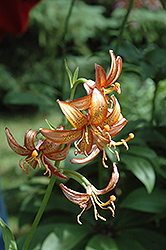 Bronze Medallion Martagon Lily (Lilium martagon 'Bronze Medallion') at A Very Successful Garden Center