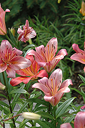 Coral Ease Lily (Lilium 'Coral Ease') at A Very Successful Garden Center
