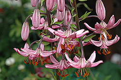 Rosalinda Martagon Lily (Lilium martagon 'Rosalinda') at A Very Successful Garden Center