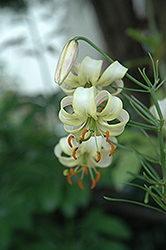 Nodding Lily (Lilium cernuum 'Album') at Stonegate Gardens