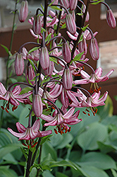Pink Attraction Martagon Lily (Lilium martagon 'Pink Attraction') at A Very Successful Garden Center