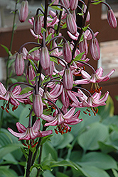 Pink Attraction Martagon Lily (Lilium martagon 'Pink Attraction') at Lakeshore Garden Centres