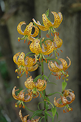 Guinea Gold Martagon Lily (Lilium martagon 'Guinea Gold') at A Very Successful Garden Center