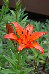 Tabasco Lily (Lilium 'Tabasco') at A Very Successful Garden Center