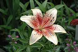 Raspberry On Whip Lily (Lilium 'Raspberry On Whip') at A Very Successful Garden Center