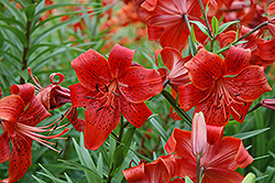 Calgary Tower Lily (Lilium 'Calgary Tower') at A Very Successful Garden Center