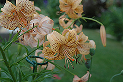 Peach Butterfly Lily (Lilium 'Peach Butterfly') at Lakeshore Garden Centres