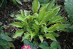 Lakeside Down Sized Hosta (Hosta 'Lakeside Down Sized') at A Very Successful Garden Center