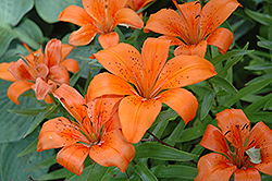 Rusty Lily (Lilium 'Rusty') at Stonegate Gardens