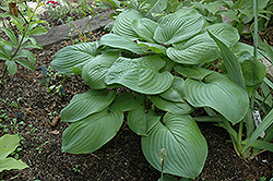 Fried Green Tomatoes Hosta (Hosta 'Fried Green Tomatoes') at Lakeshore Garden Centres