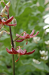 Theodore Haber Martagon Lily (Lilium martagon 'Theodore Haber') at A Very Successful Garden Center