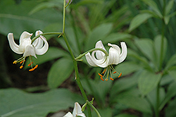 Blush Martagon Lily (Lilium martagon 'Blush') at Stonegate Gardens