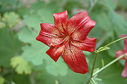 Lady Dawn Lily (Lilium 'Lady Dawn') at A Very Successful Garden Center