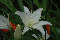 Snow Crystal Lily (Lilium 'Snow Crystal') at A Very Successful Garden Center