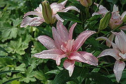 China Lily (Lilium 'China') at A Very Successful Garden Center